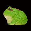 AHB Series 13 - Cranwell&rsquo;s Horned Frog (Green Pacman) – Ceratophrys cranwelli | Frog