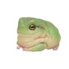 AHB Series 13 - White&rsquo;s Tree Frog – Litoria caerulea | Frog