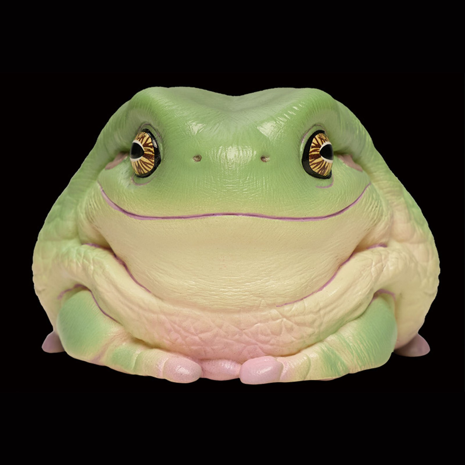 AHB Series 13 - White&rsquo;s Tree Frog – Litoria caerulea | Frog