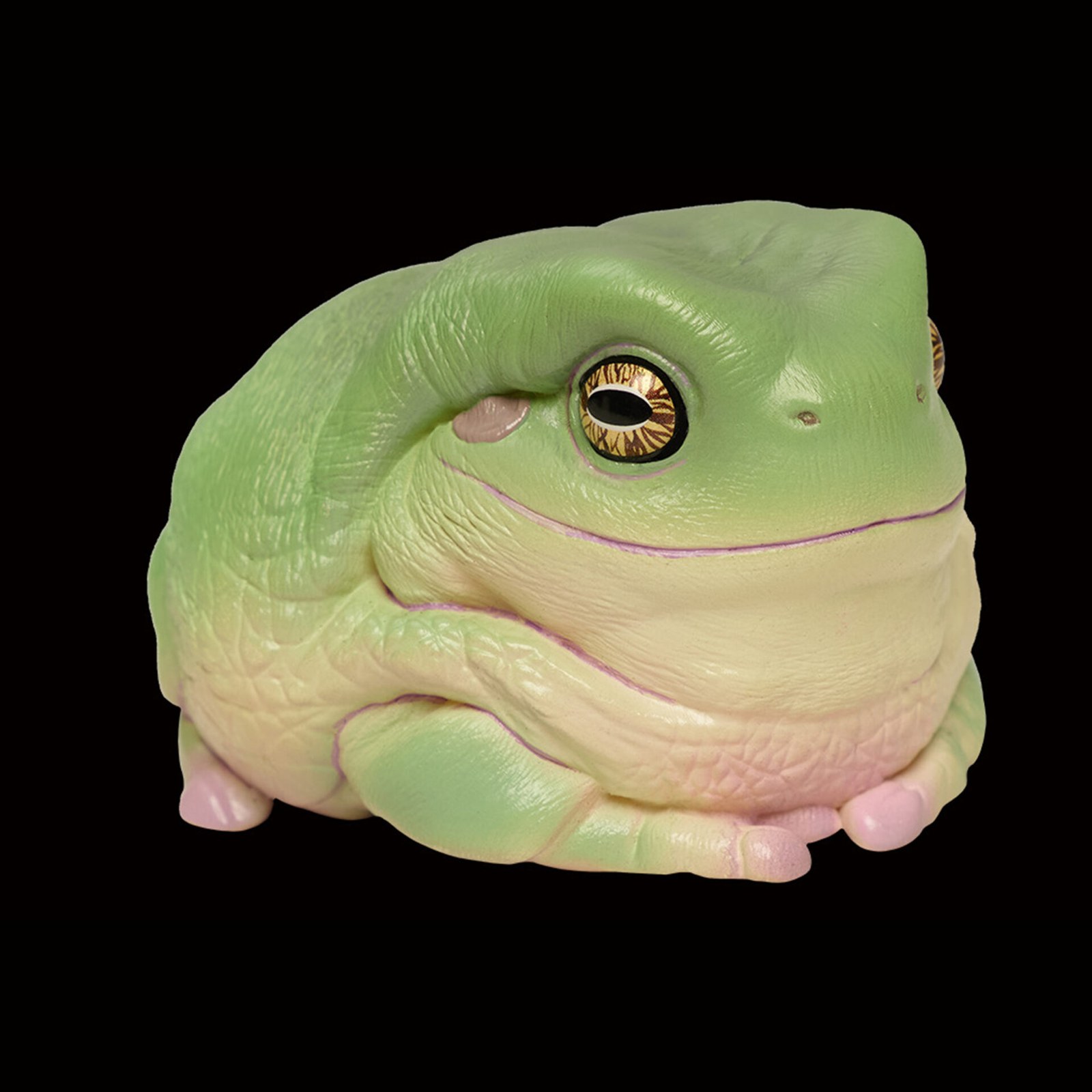 AHB Series 13 - White&rsquo;s Tree Frog – Litoria caerulea | Frog