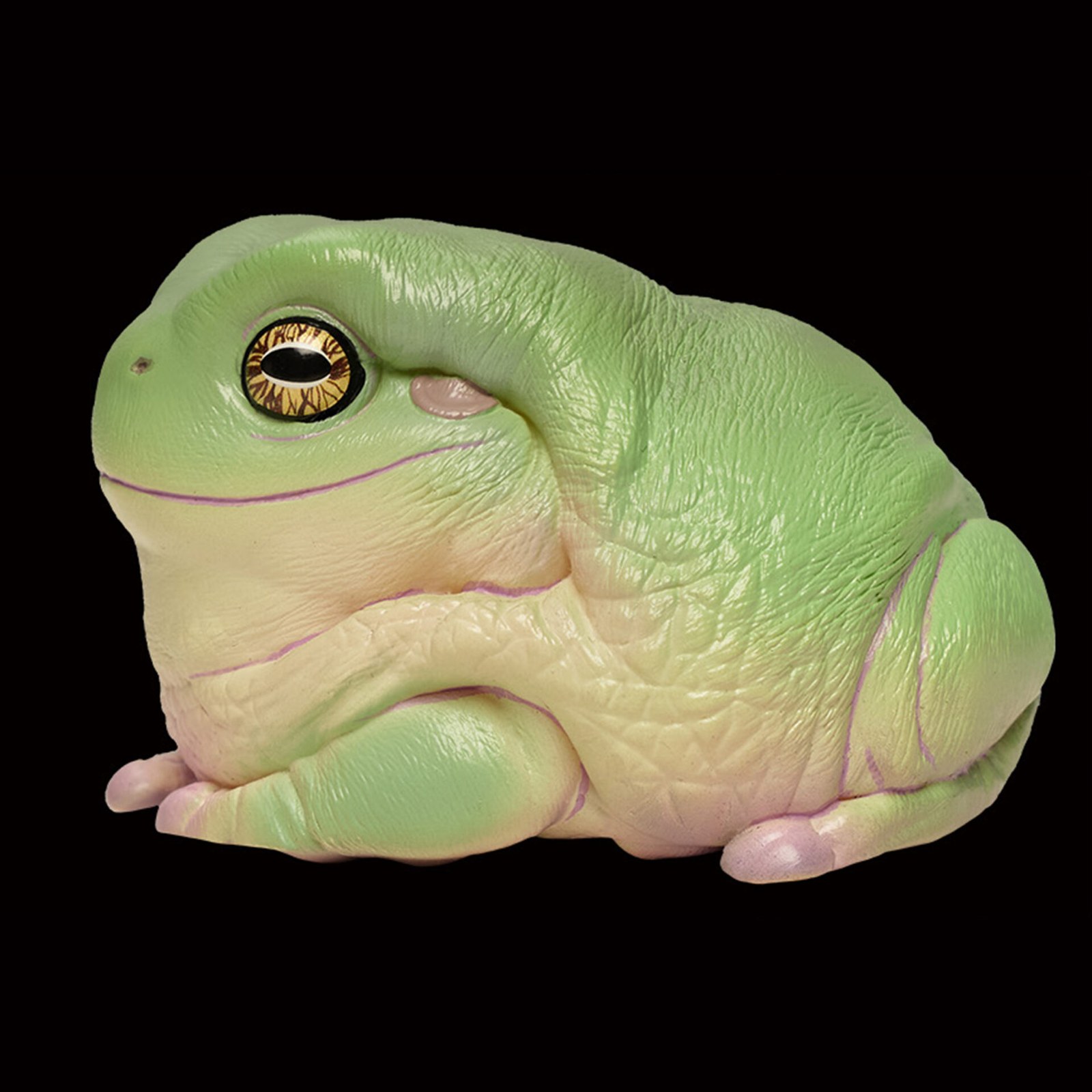 AHB Series 13 - White&rsquo;s Tree Frog – Litoria caerulea | Frog
