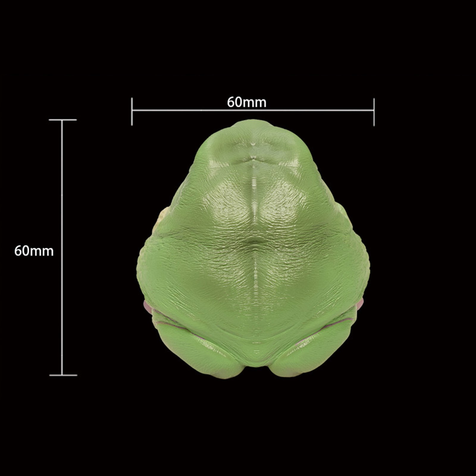 AHB Series 13 - White&rsquo;s Tree Frog – Litoria caerulea | Frog