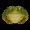AHB-FROG-V13-04_02-8362d8a1 AHB Series 13 - African Bullfrog – Pyxicephalus adspersus | Frog