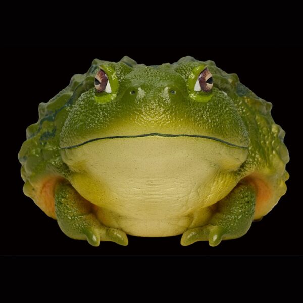 AHB Series 13 - African Bullfrog – Pyxicephalus adspersus | Frog