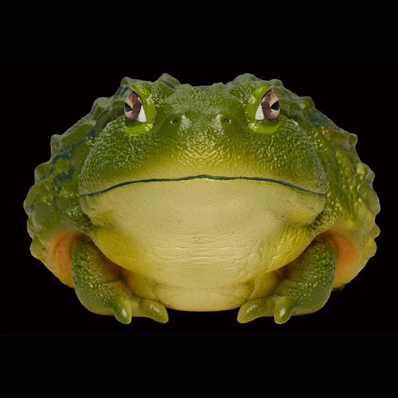 AHB-FROG-V13-04_02-8362d8a1 AHB Series 13 - African Bullfrog – Pyxicephalus adspersus | Frog