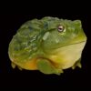 AHB-FROG-V13-04_03-be75a9ea AHB Series 13 - African Bullfrog – Pyxicephalus adspersus | Frog