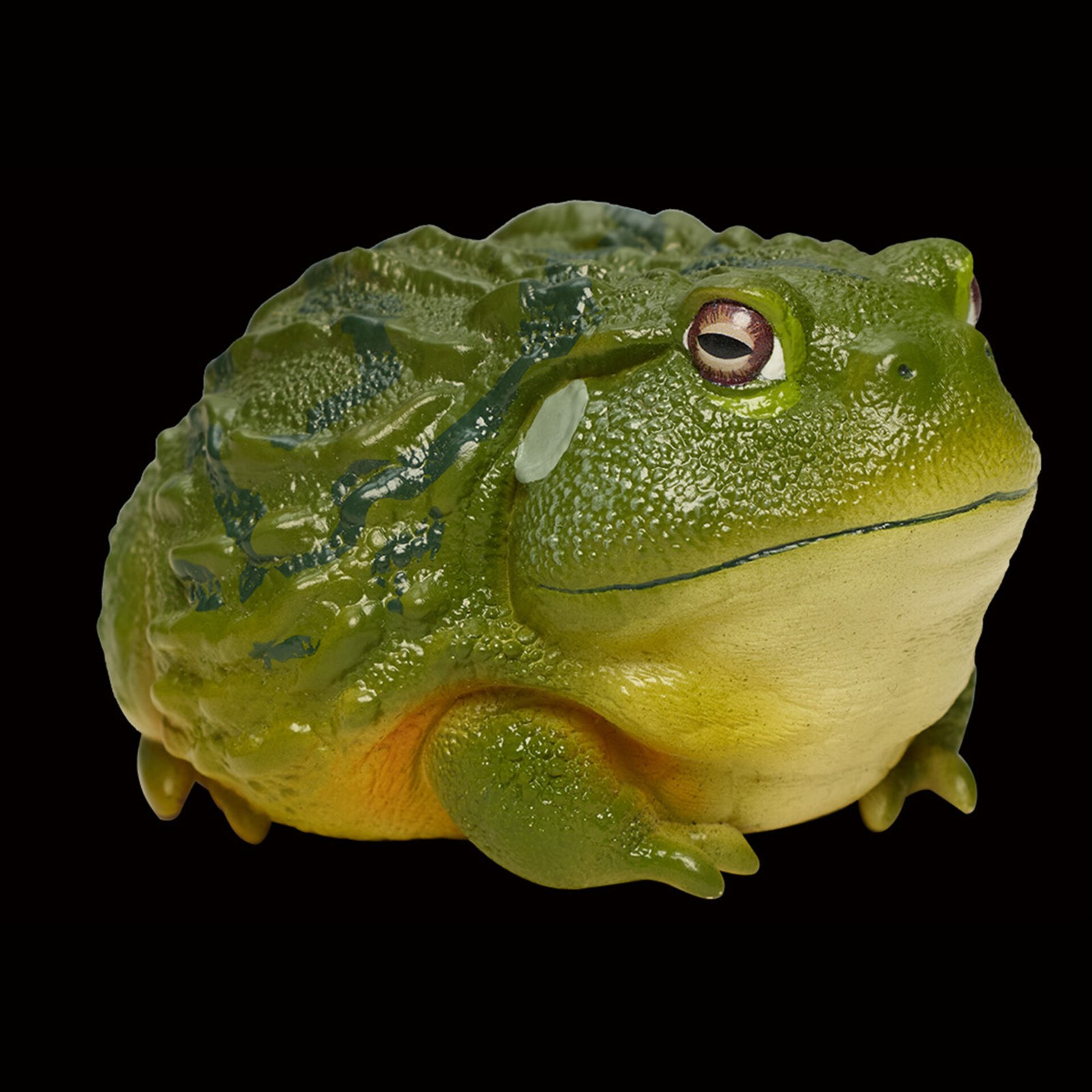 AHB-FROG-V13-04_03-be75a9ea AHB Series 13 - African Bullfrog – Pyxicephalus adspersus | Frog