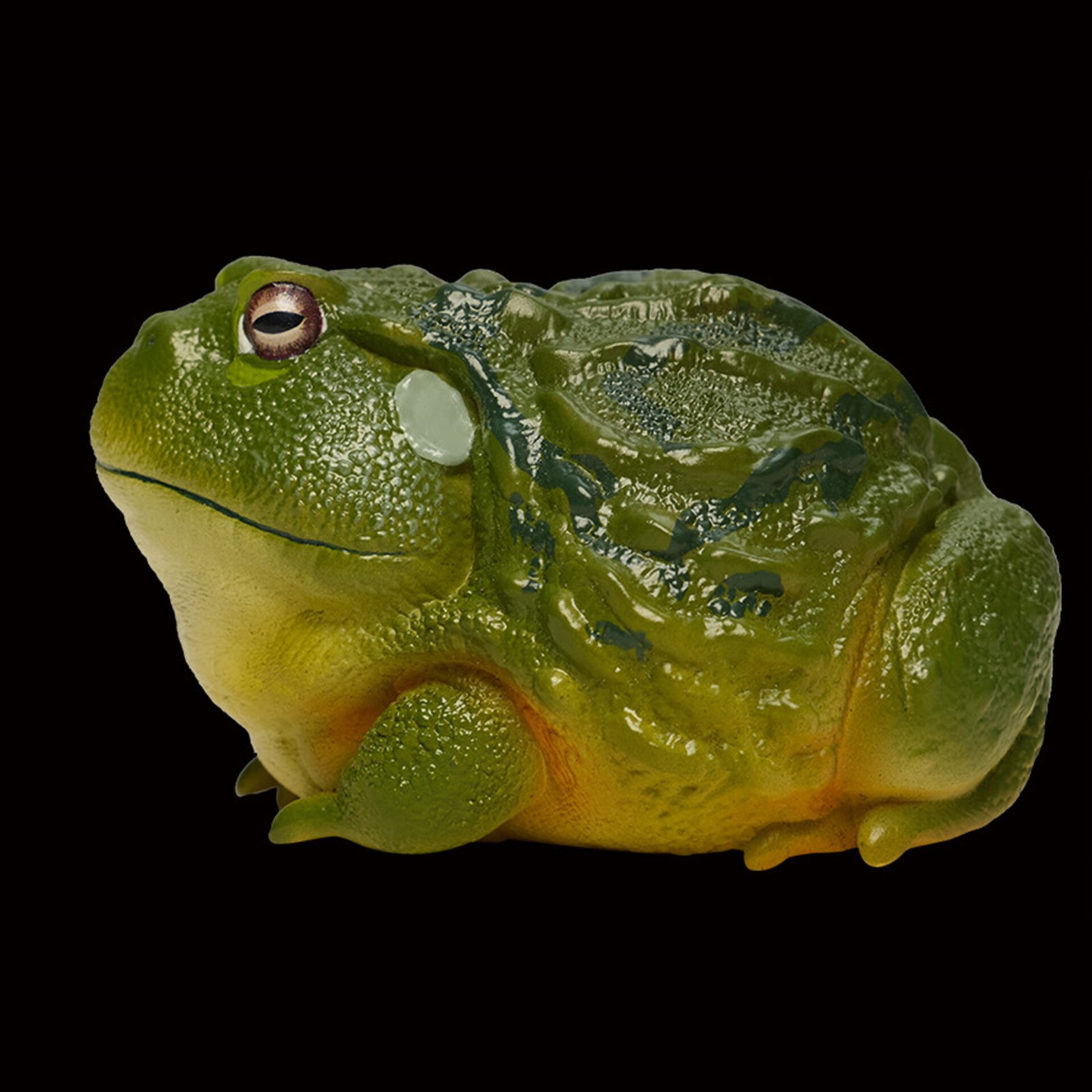 AHB-FROG-V13-04_04-585d0f29 AHB Series 13 - African Bullfrog – Pyxicephalus adspersus | Frog