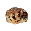 AHB Series 13 - Common Rain Frog – Breviceps adspersus | Frog