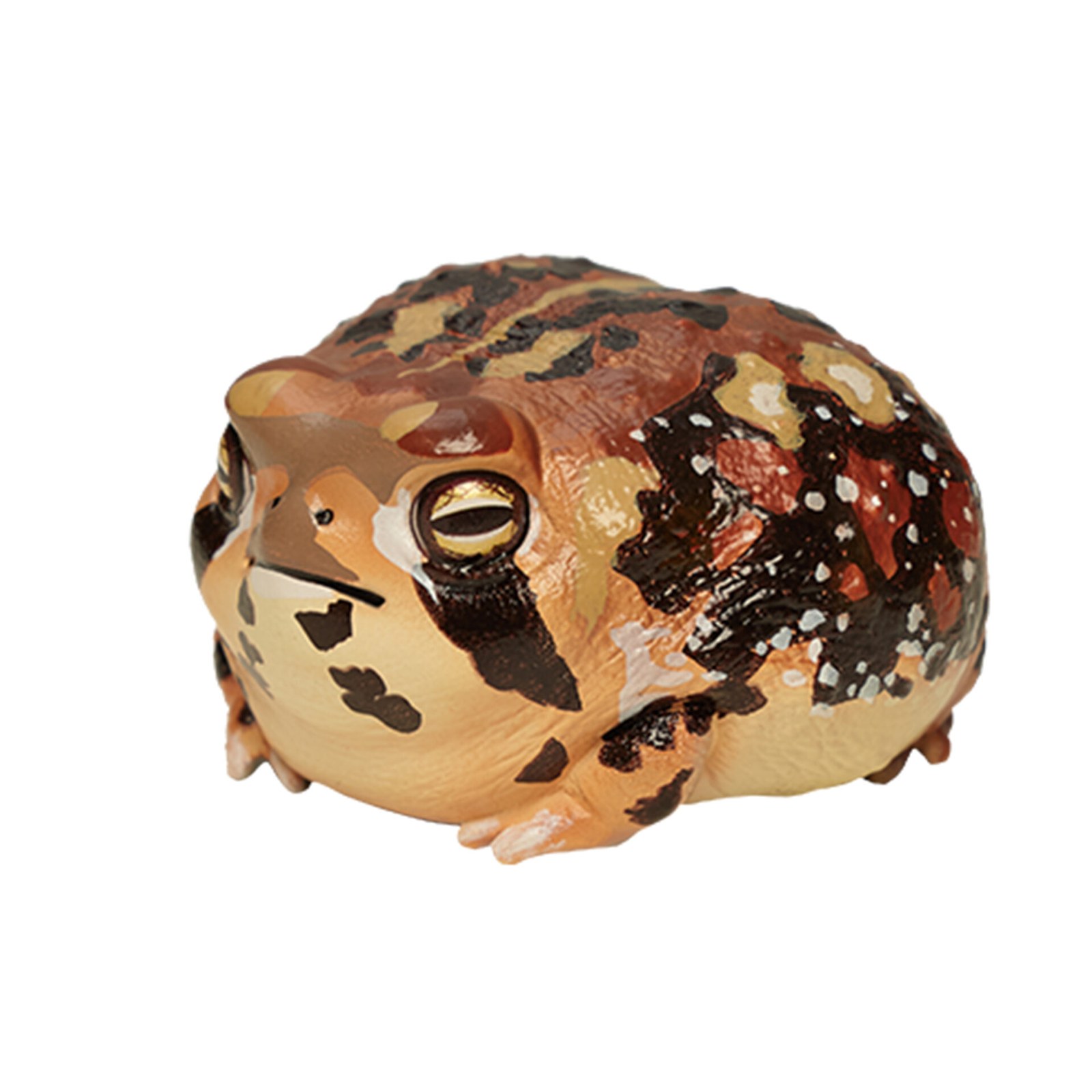 AHB Series 13 - Common Rain Frog – Breviceps adspersus | Frog