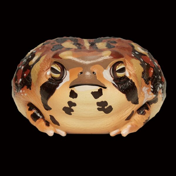 AHB Series 13 - Common Rain Frog – Breviceps adspersus | Frog