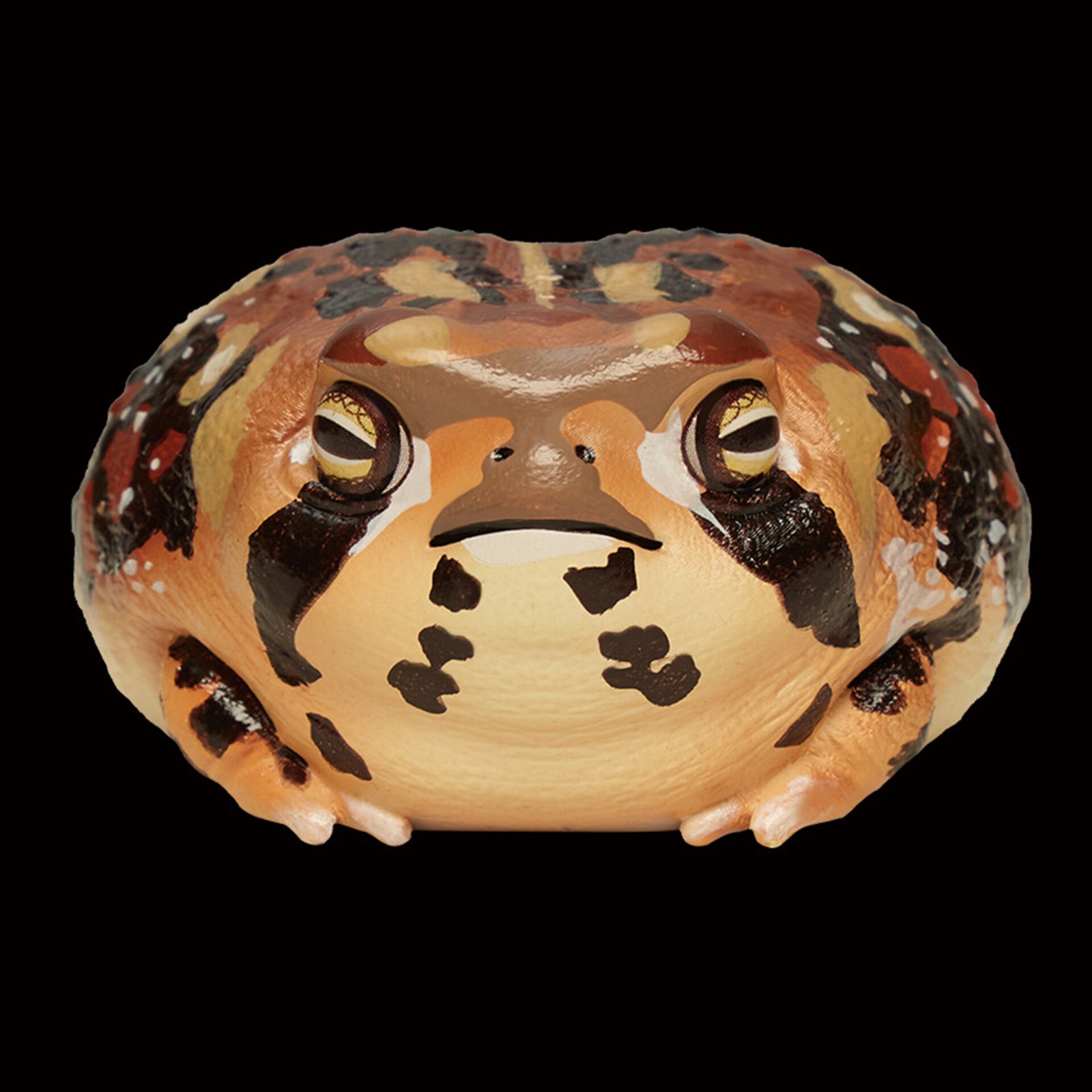 AHB Series 13 - Common Rain Frog – Breviceps adspersus | Frog