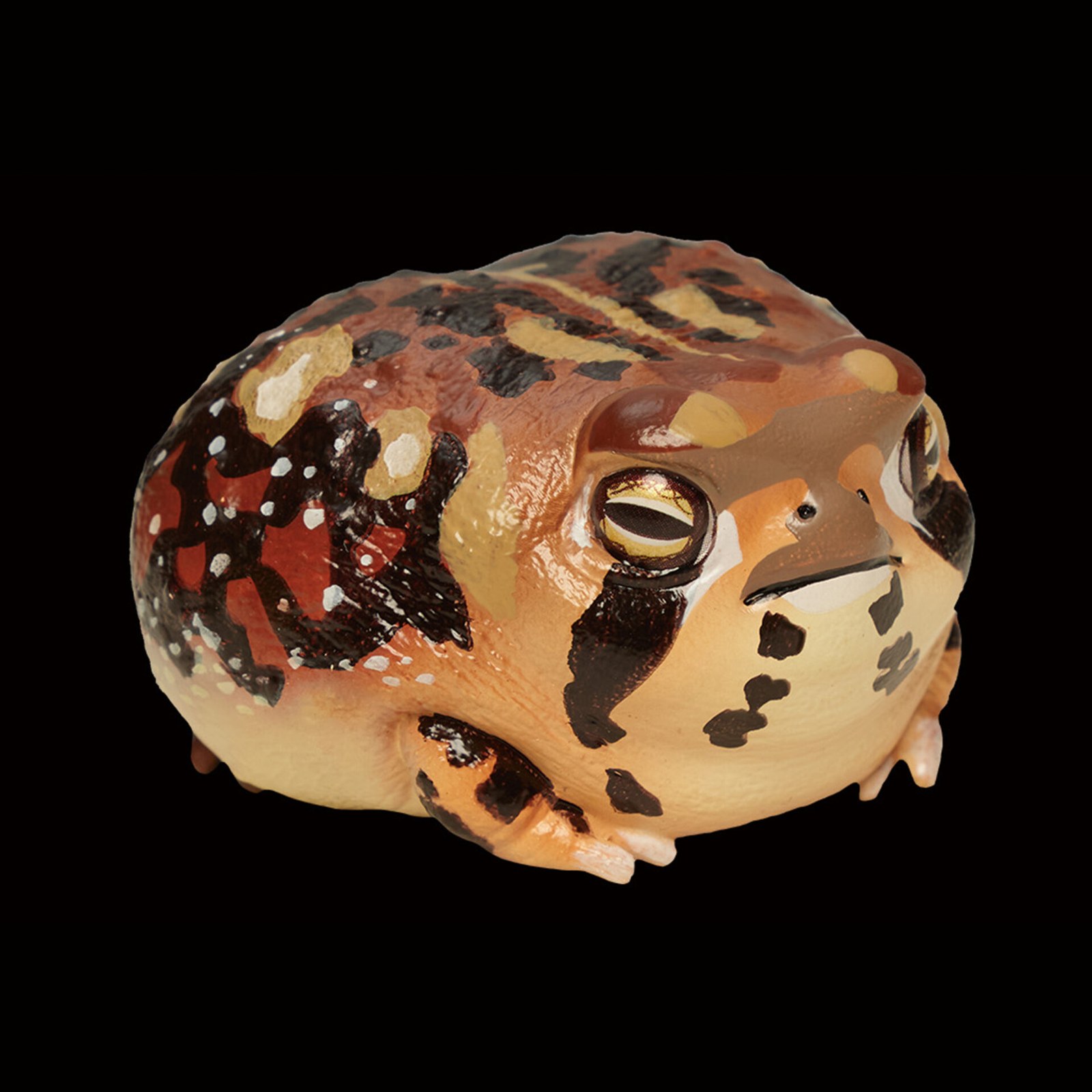 AHB Series 13 - Common Rain Frog – Breviceps adspersus | Frog