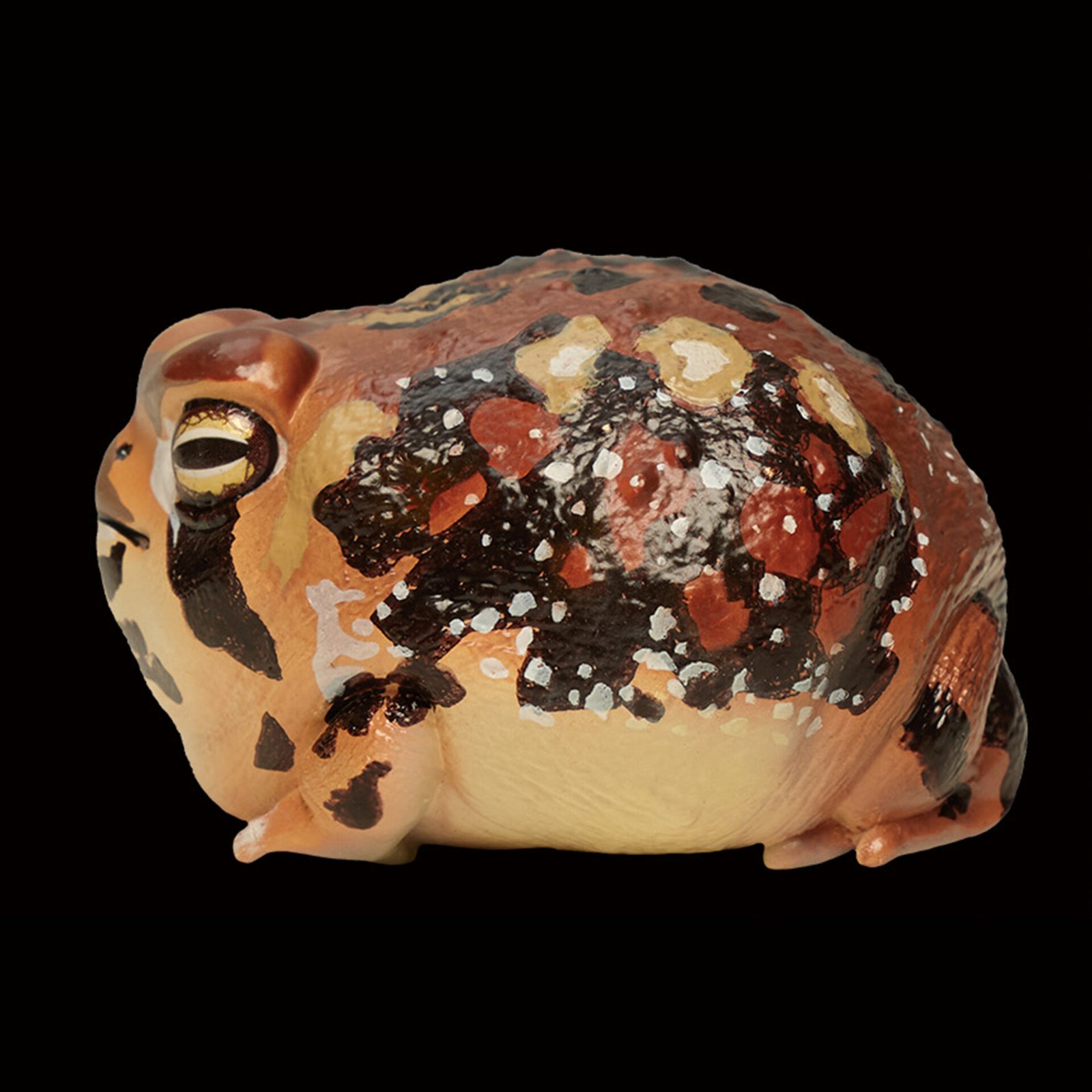 AHB Series 13 - Common Rain Frog – Breviceps adspersus | Frog