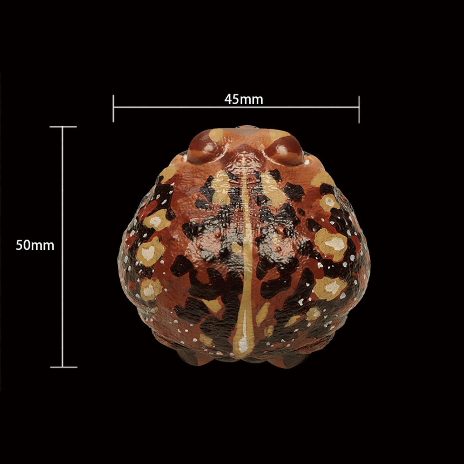 AHB Series 13 - Common Rain Frog – Breviceps adspersus | Frog