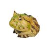 AHB Series 13 - Amazon Horned Frog (Tricolor) – Ceratophrys cornuta | Frog