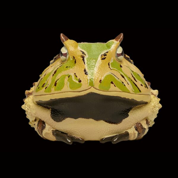 AHB Series 13 - Amazon Horned Frog (Tricolor) – Ceratophrys cornuta | Frog