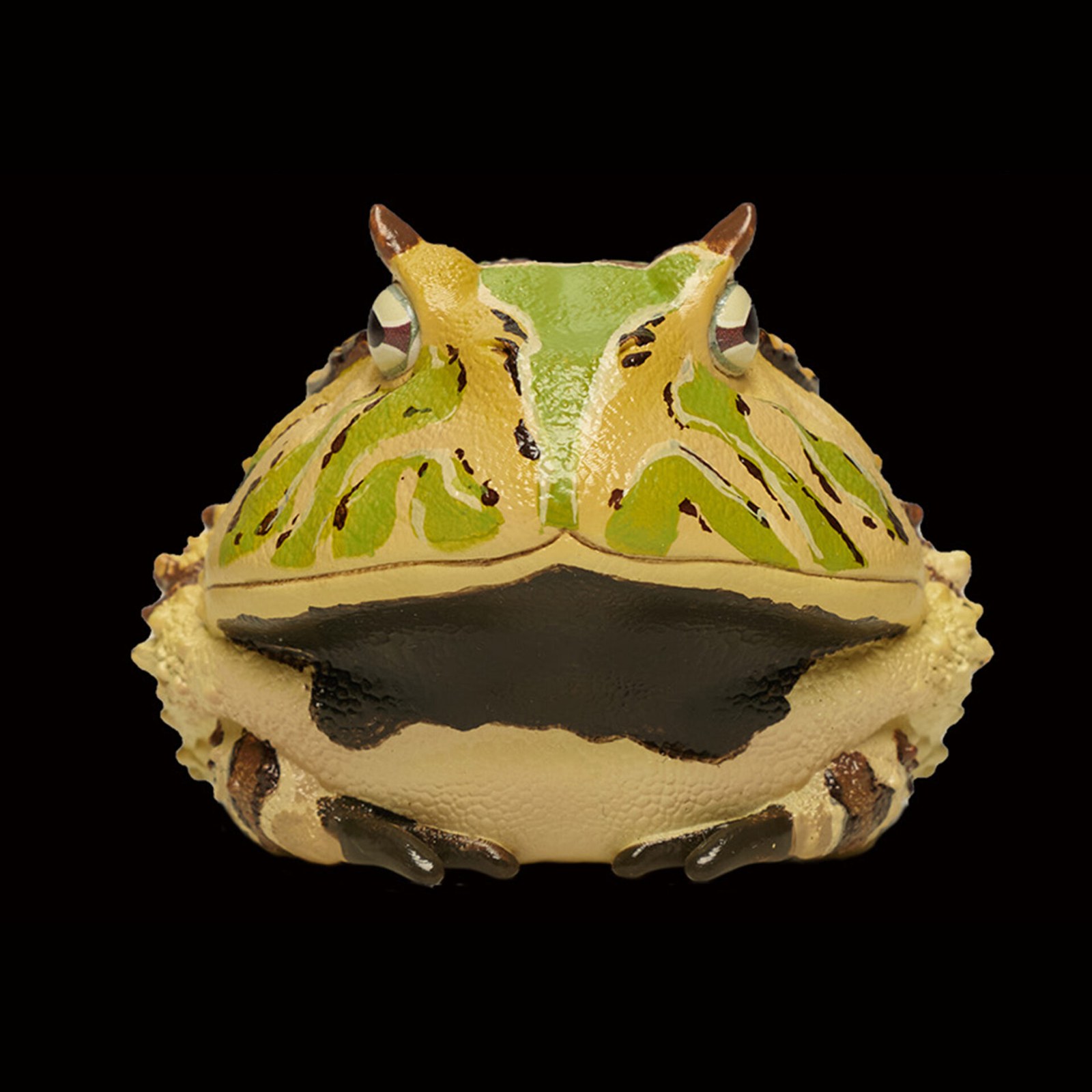 AHB Series 13 - Amazon Horned Frog (Tricolor) – Ceratophrys cornuta | Frog