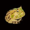 AHB Series 13 - Amazon Horned Frog (Tricolor) – Ceratophrys cornuta | Frog