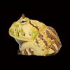 AHB Series 13 - Amazon Horned Frog (Tricolor) – Ceratophrys cornuta | Frog