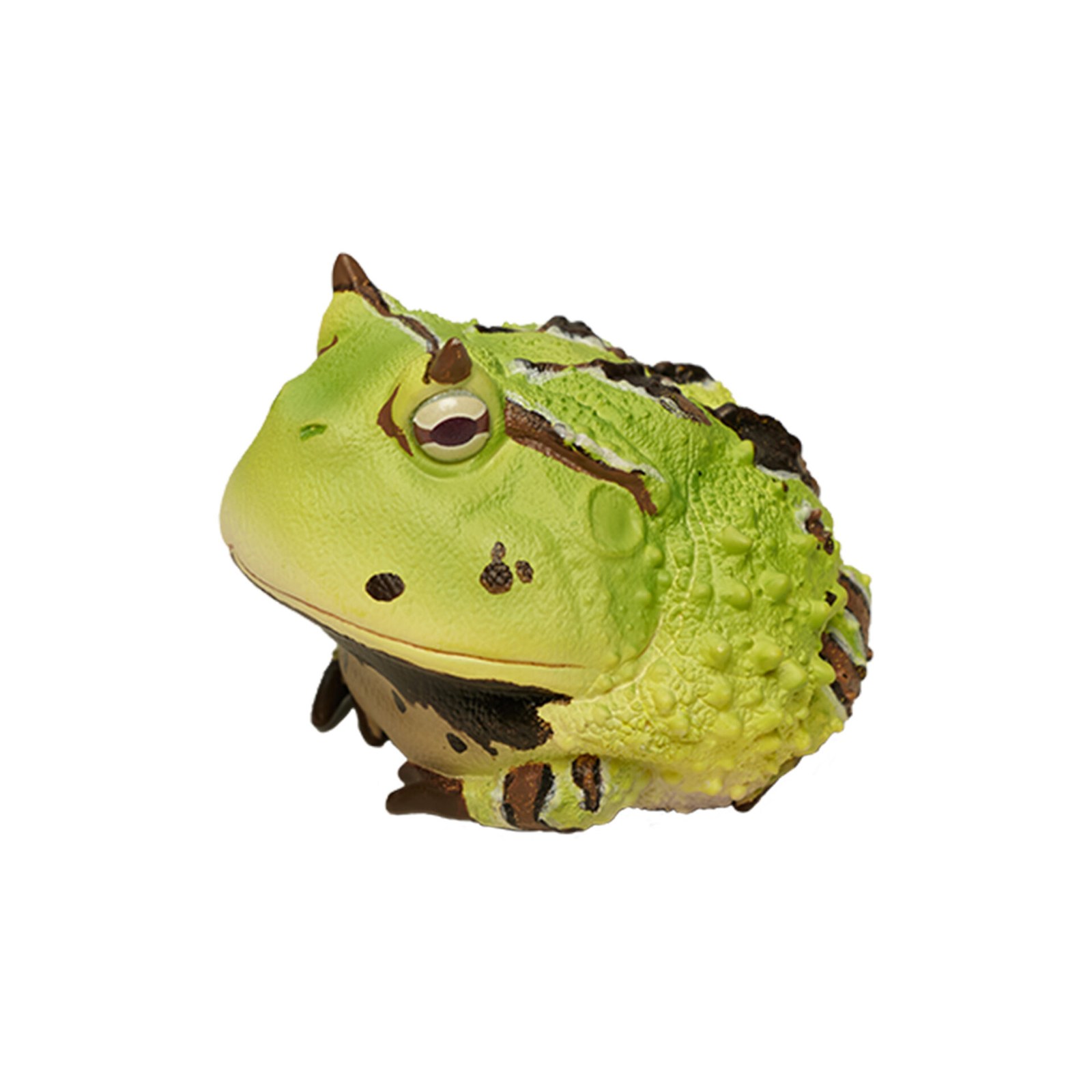 AHB Series 13 - Amazon Horned Frog (Green) – Ceratophrys cornuta | Frog