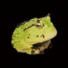AHB Series 13 - Amazon Horned Frog (Green) – Ceratophrys cornuta | Frog