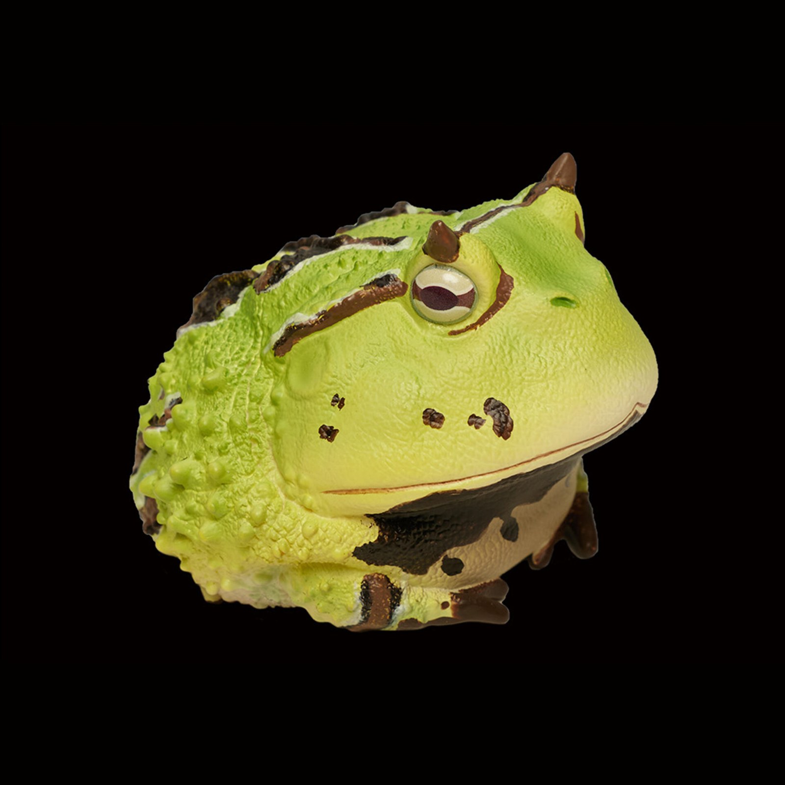 AHB Series 13 - Amazon Horned Frog (Green) – Ceratophrys cornuta | Frog