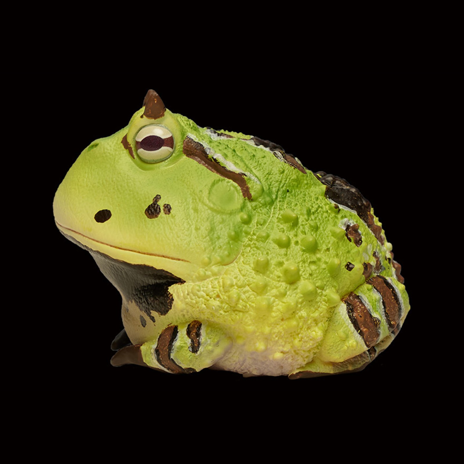 AHB Series 13 - Amazon Horned Frog (Green) – Ceratophrys cornuta | Frog