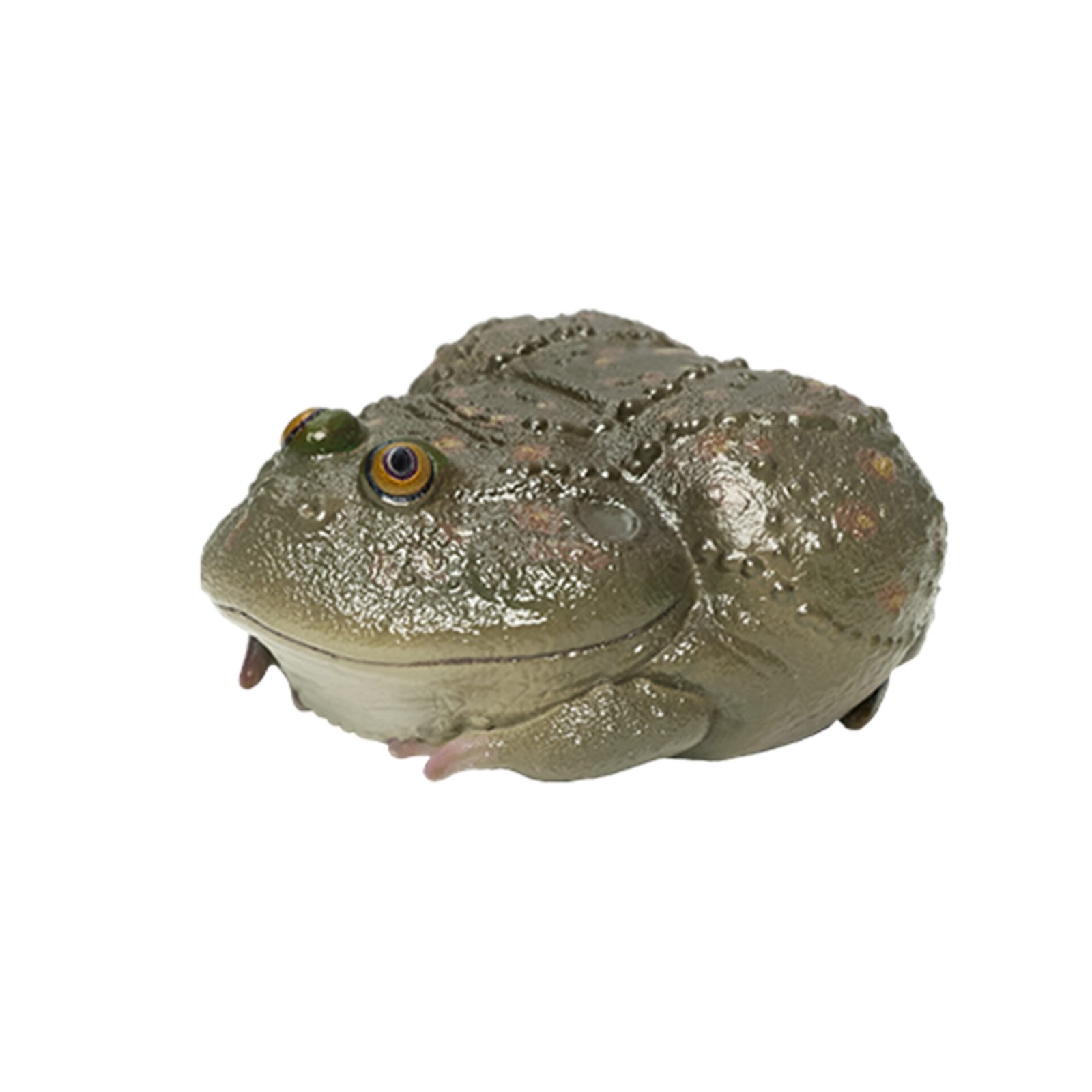 AHB-FROG-V13-08_01-16eef3ca AHB Series 13 - Budgett’s Frog – Lepidobatrachus laevis | Frog
