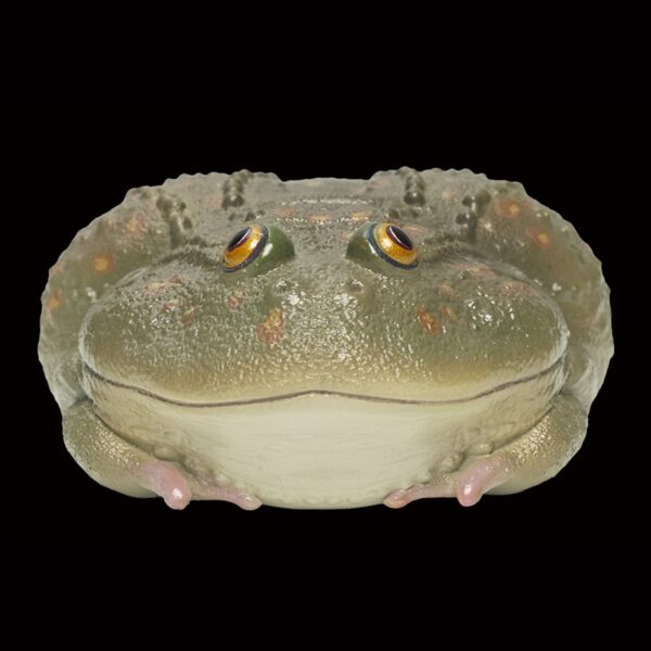 AHB Series 13 - Budgett&rsquo;s Frog – Lepidobatrachus laevis | Frog