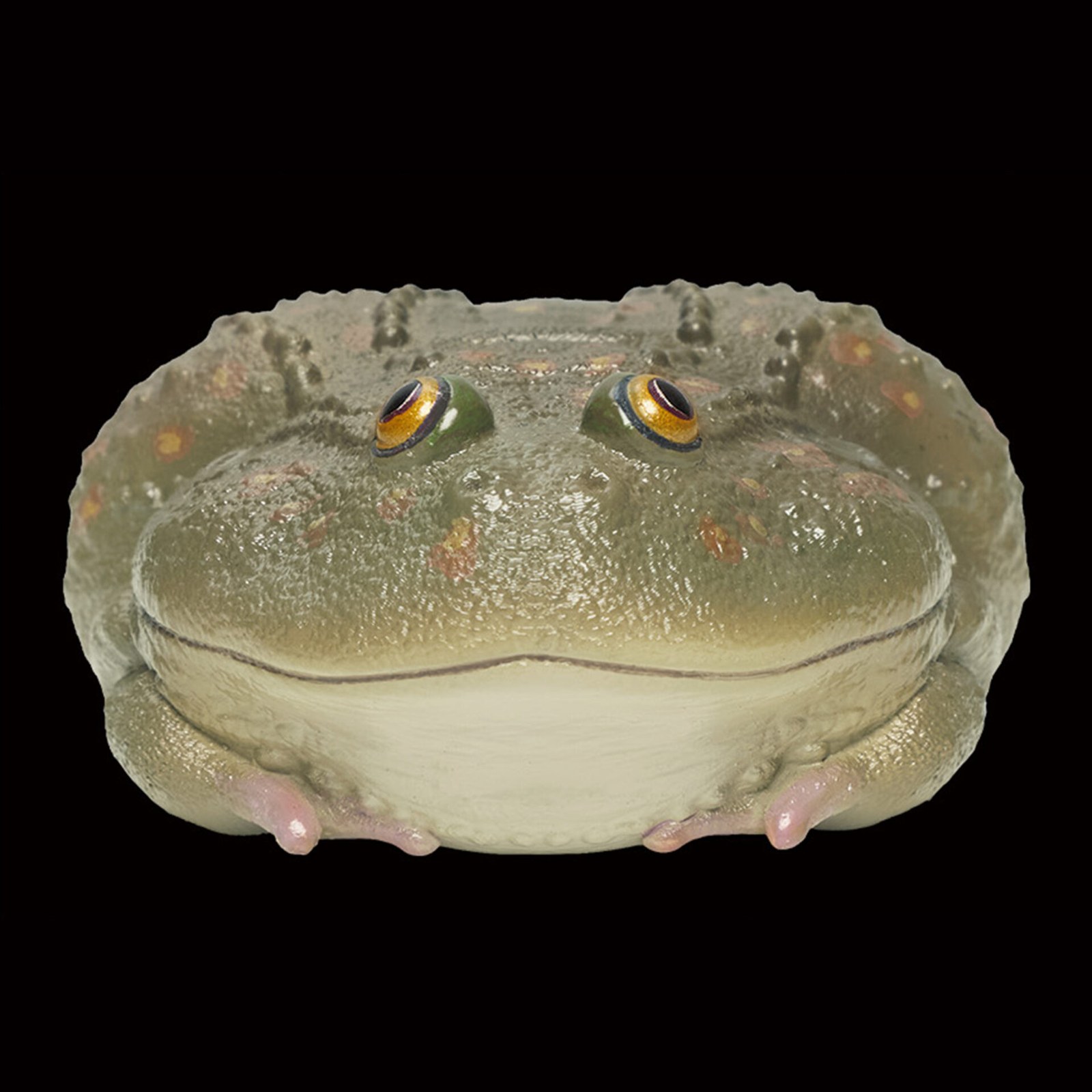 AHB-FROG-V13-08_02-7eb45272 AHB Series 13 - Budgett’s Frog – Lepidobatrachus laevis | Frog