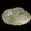 AHB-FROG-V13-08_03-7abc09ca AHB Series 13 - Budgett’s Frog – Lepidobatrachus laevis | Frog