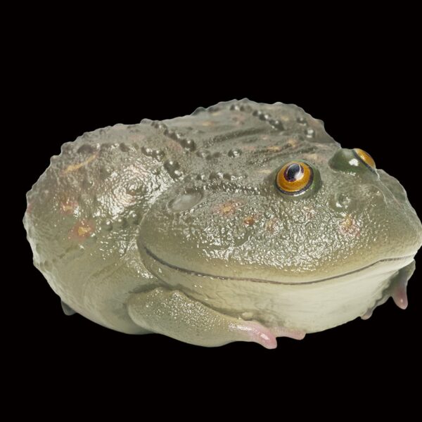 AHB Series 13 - Budgett&rsquo;s Frog – Lepidobatrachus laevis | Frog