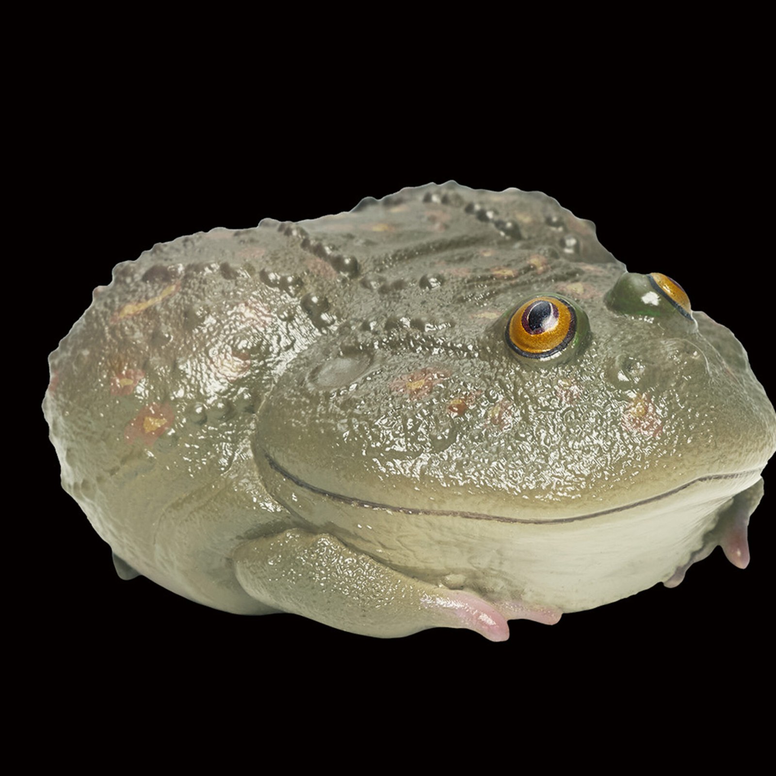 AHB-FROG-V13-08_03-7abc09ca AHB Series 13 - Budgett’s Frog – Lepidobatrachus laevis | Frog