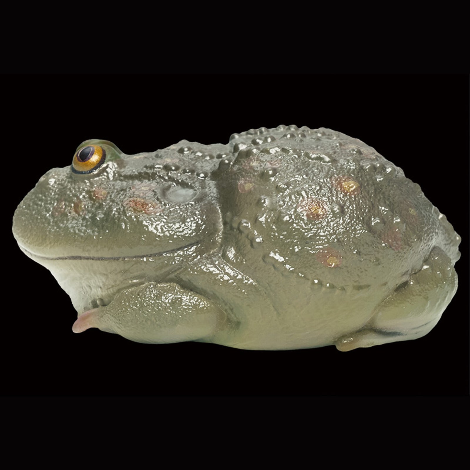 AHB-FROG-V13-08_04-a36cf99e AHB Series 13 - Budgett’s Frog – Lepidobatrachus laevis | Frog