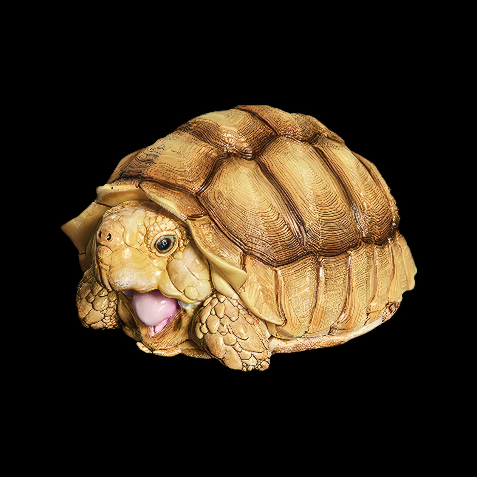 AHB Series 3 - African Spurred Tortoise (Female) – Centrochelys sulcata | Turtle