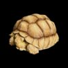 AHB Series 3 - African Spurred Tortoise (Male) – Centrochelys sulcata | Turtle