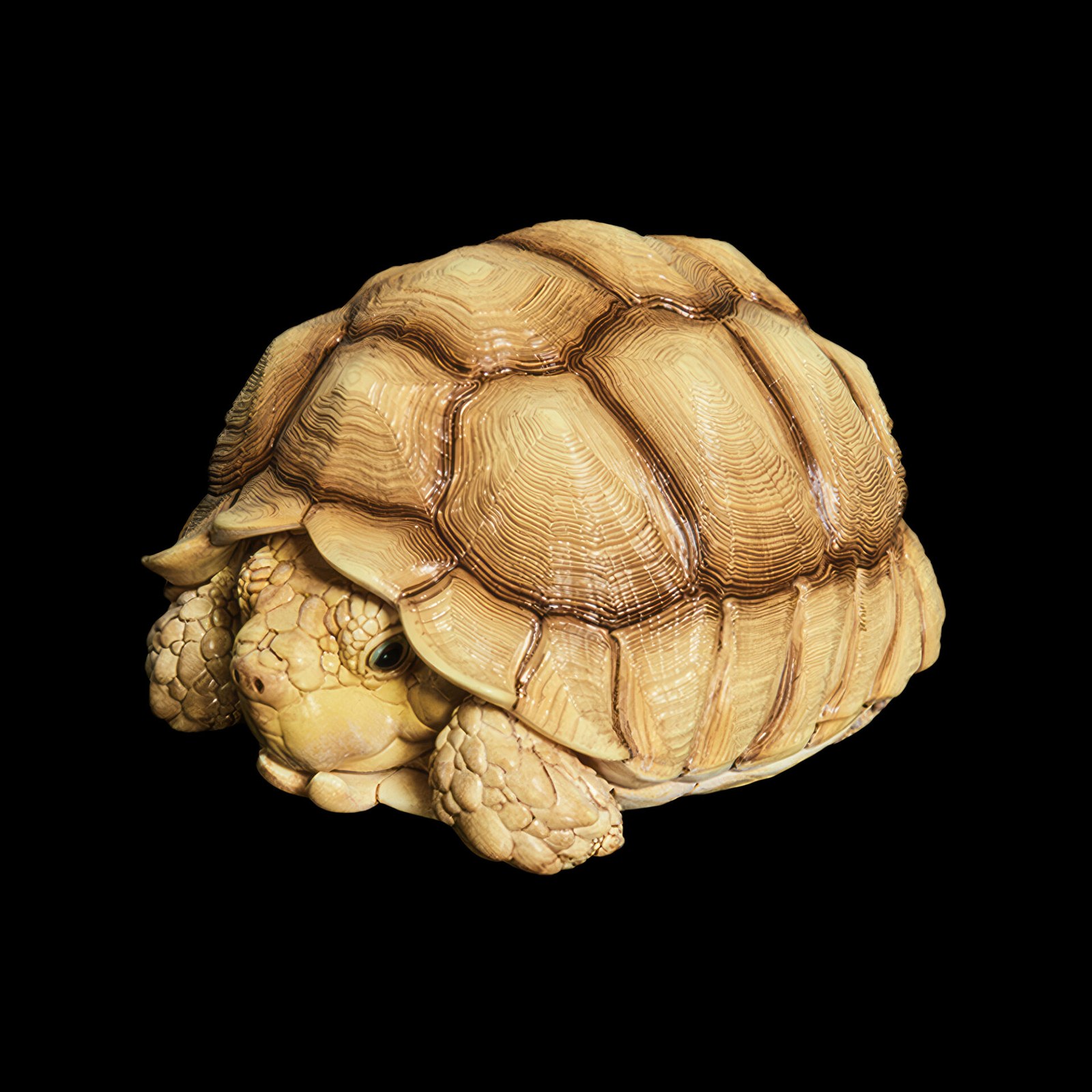 AHB Series 3 - African Spurred Tortoise (Male) – Centrochelys sulcata | Turtle