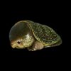 微信图片_20210913141848-topaz-enhance-4x-271f969b AHB Series 3 - Big-headed Turtle (Green) – Platysternon megacephalum | Turtle