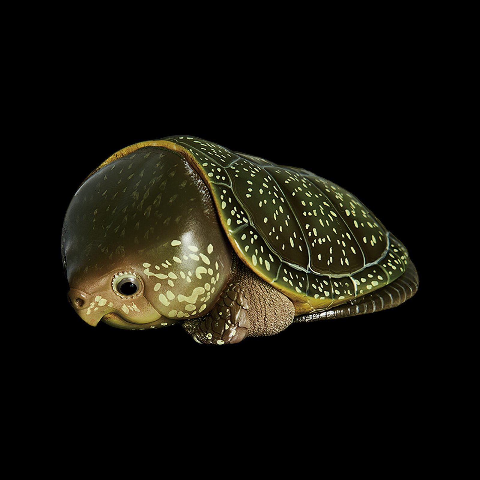 微信图片_20210913141848-topaz-enhance-4x-271f969b AHB Series 3 - Big-headed Turtle (Green) – Platysternon megacephalum | Turtle