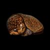 AHB Series 3 - Big-headed Turtle (Orange) – Platysternon megacephalum | Turtle