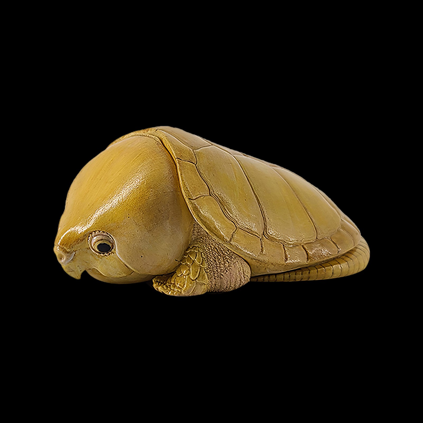 AHB Series 3 - Big-headed Turtle (Yellow) – Platysternon megacephalum | Turtle