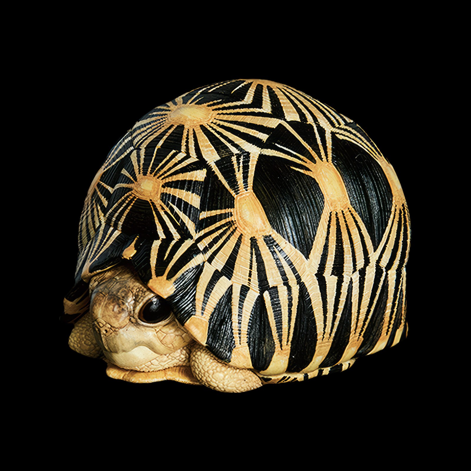 AHB Series 3 - Radiated Tortoise – Astrochelys radiata | Turtle