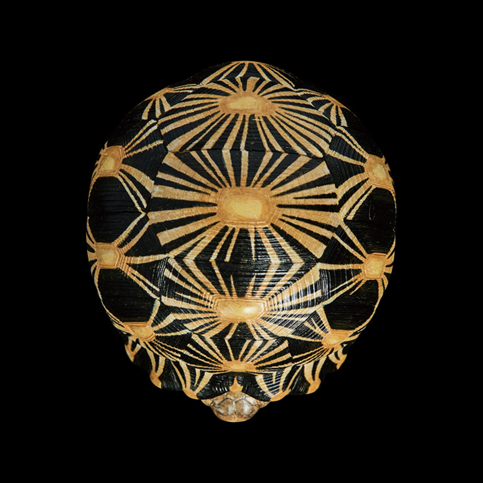 AHB Series 3 - Radiated Tortoise – Astrochelys radiata | Turtle