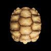AHB Series 3 - African Spurred Tortoise (Male) – Centrochelys sulcata | Turtle
