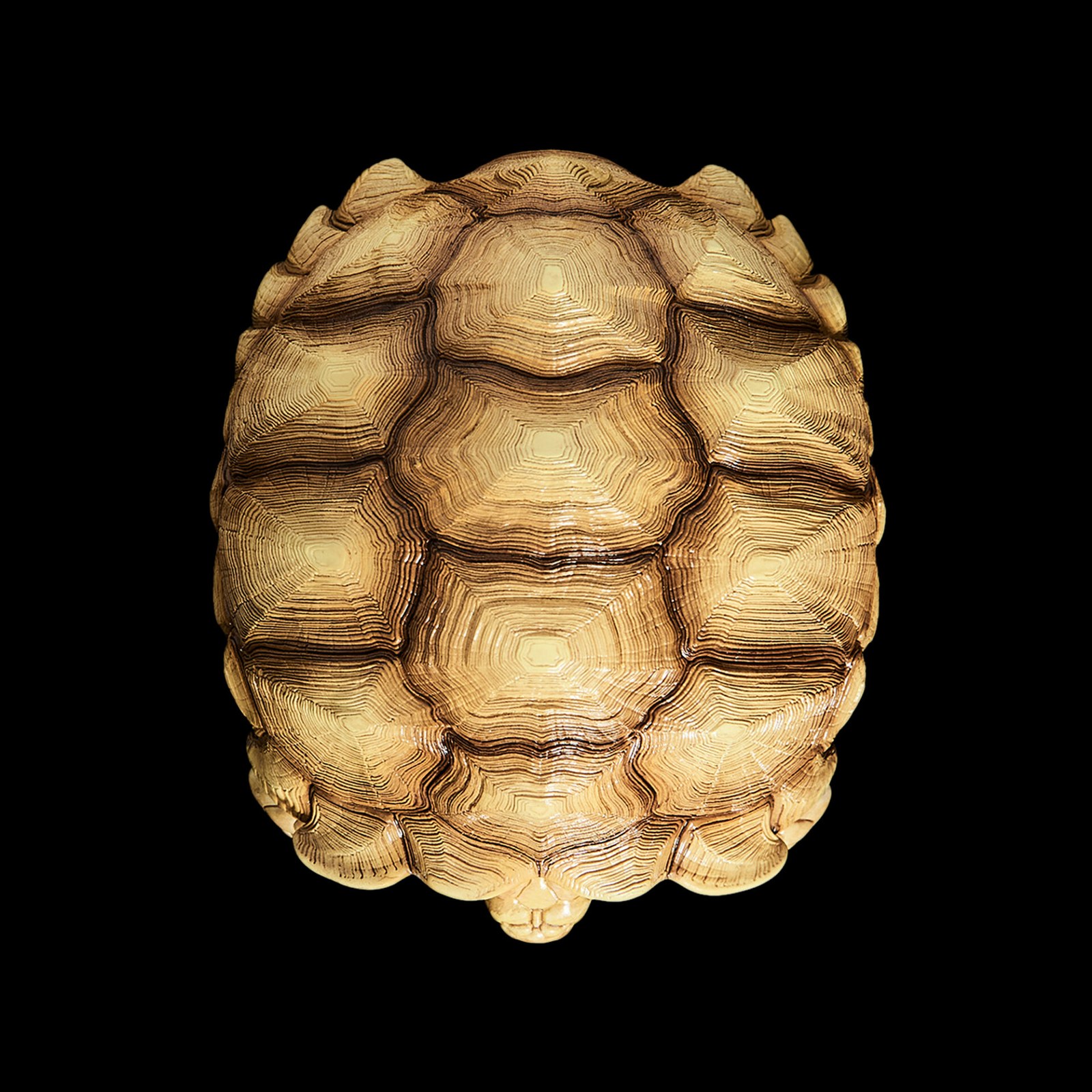 AHB Series 3 - African Spurred Tortoise (Male) – Centrochelys sulcata | Turtle