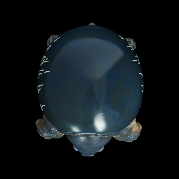 AHB Series 3 - Pig-Nosed Turtle – Carettochelys insculpta | Turtle