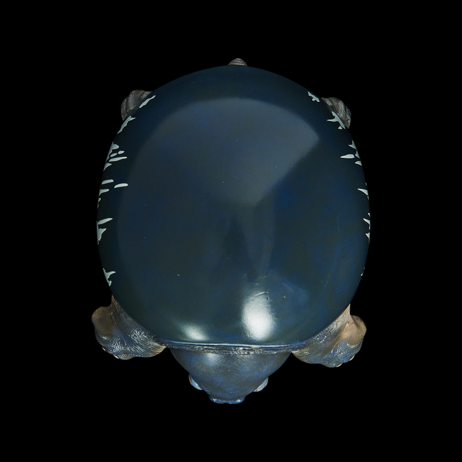 AHB Series 3 - Pig-Nosed Turtle – Carettochelys insculpta | Turtle