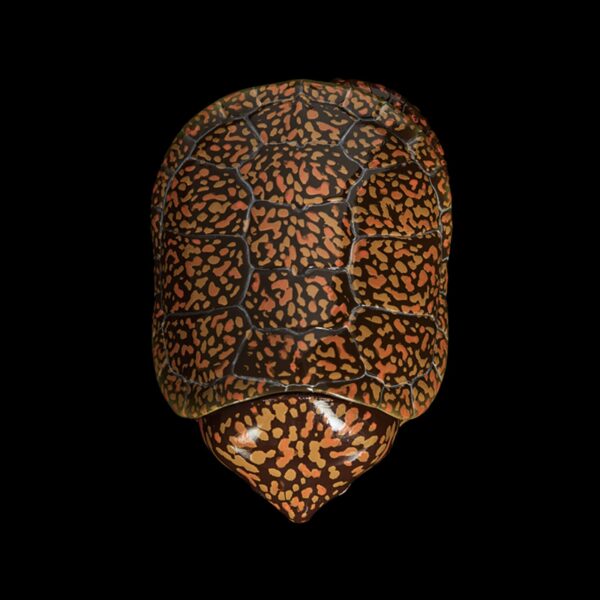 AHB Series 3 - Big-headed Turtle (Orange) – Platysternon megacephalum | Turtle