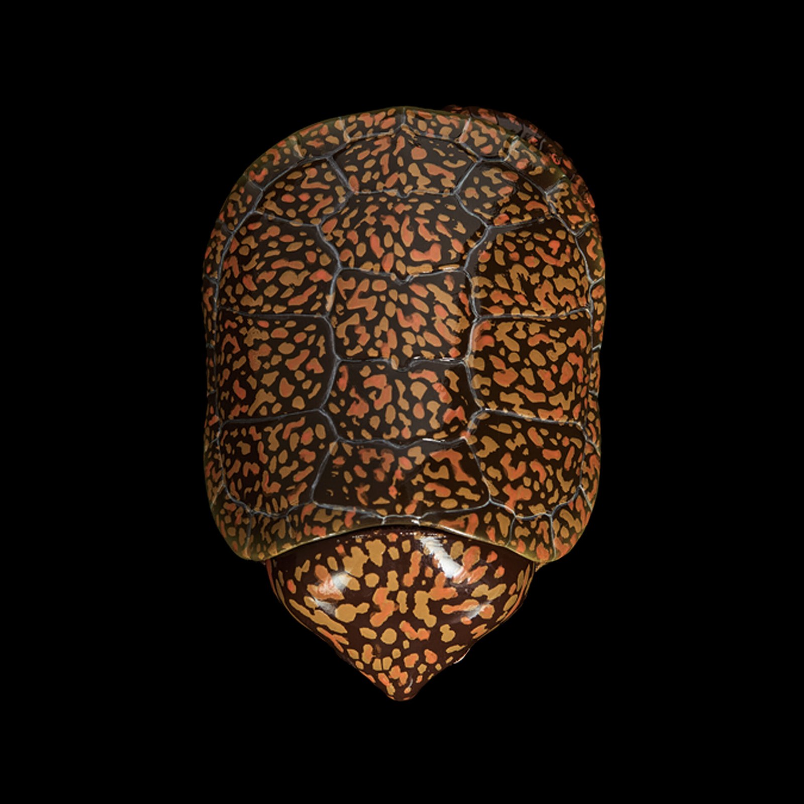 AHB Series 3 - Big-headed Turtle (Orange) – Platysternon megacephalum | Turtle